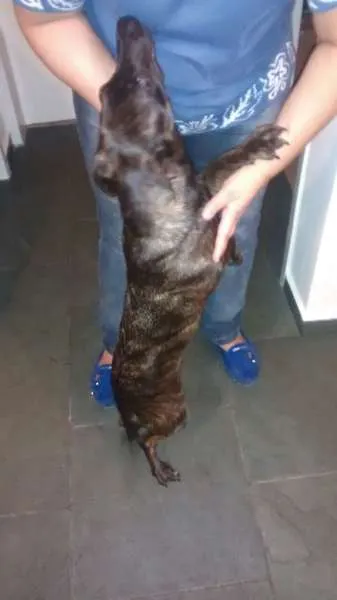 Cachorro ra a SRD idade 1 ano nome Keisi