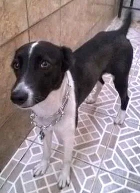 Cachorro raça srd idade 2 anos nome malu