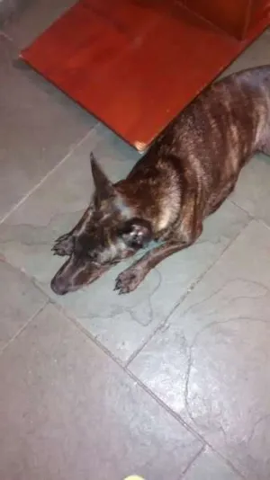Cachorro raça SRD idade 1 ano nome Keisi