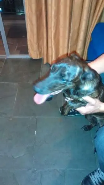 Cachorro ra a SRD idade 1 ano nome Keisi