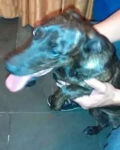 Cachorro ra a SRD idade 1 ano nome Keisi