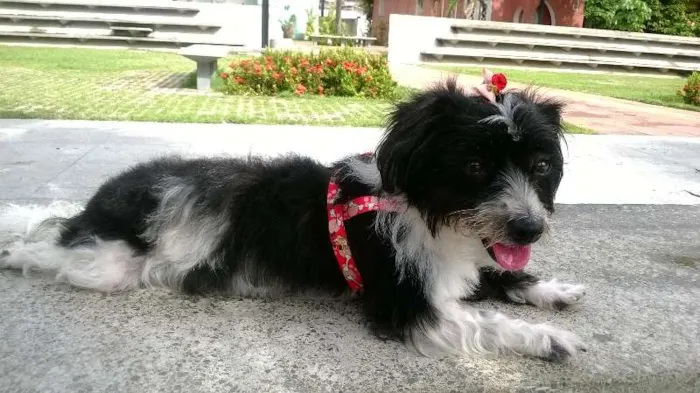 Cachorro ra a mista idade 3 anos nome amy GRATIFICA