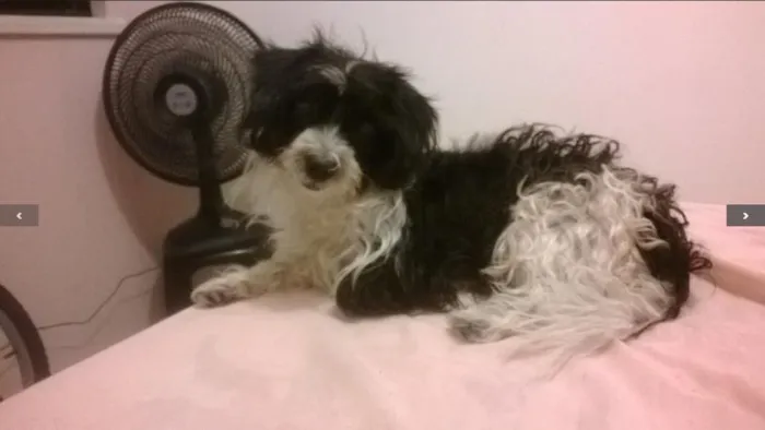 Cachorro ra a mista idade 3 anos nome amy GRATIFICA