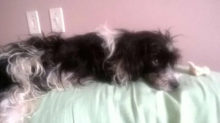 Cachorro ra a mista idade 3 anos nome amy GRATIFICA