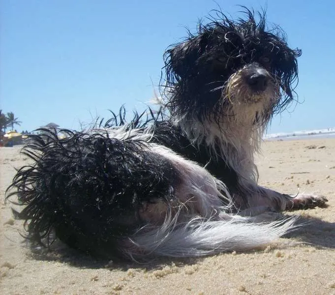 Cachorro ra a mista idade 3 anos nome amy GRATIFICA