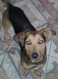Toddy