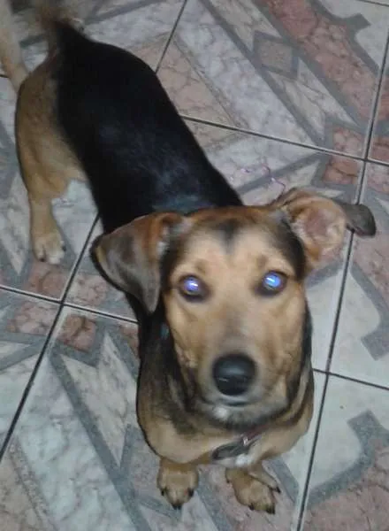 Cachorro ra a mestiço Bassets idade 1 ano nome Toddy