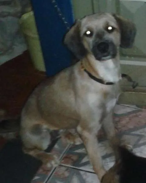 Cachorro ra a Poodle idade 7 a 11 meses nome Princesa