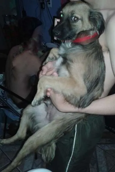 Cachorro ra a indefinida idade 7 a 11 meses nome Katatau