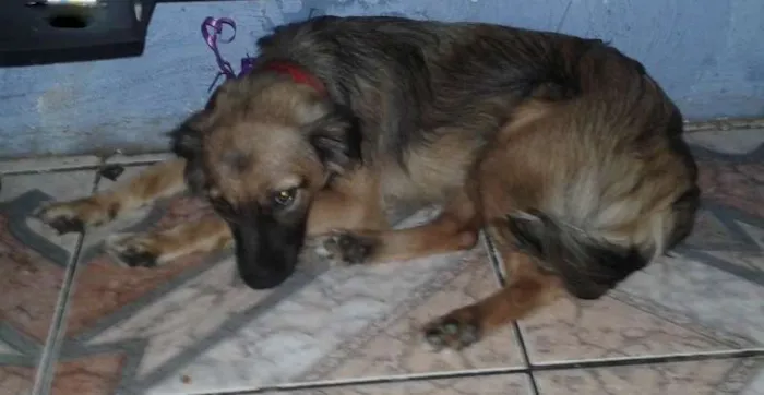 Cachorro ra a indefinida idade 7 a 11 meses nome Katatau