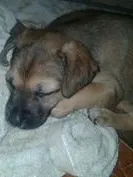 Cachorro ra a indefinida idade Abaixo de 2 meses nome Filhotes