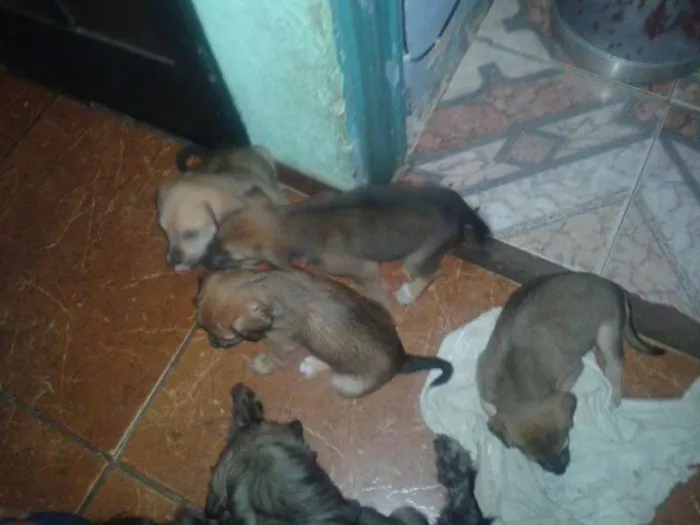 Cachorro ra a indefinida idade Abaixo de 2 meses nome Filhotes
