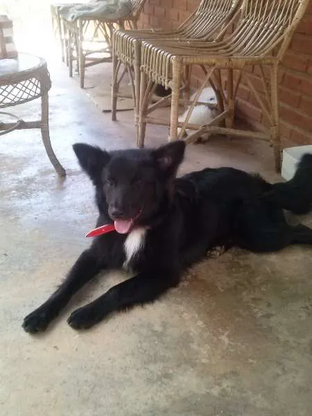 Cachorro ra a Srd c/ Border Collie idade 1 ano nome Negão