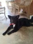 Negão