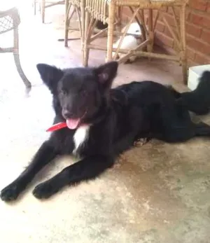 Cachorro raça Srd c/ Border Collie idade 1 ano nome Negão