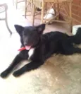 Negão
