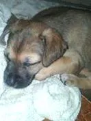 Cachorro ra a indefinida idade Abaixo de 2 meses nome Filhotes