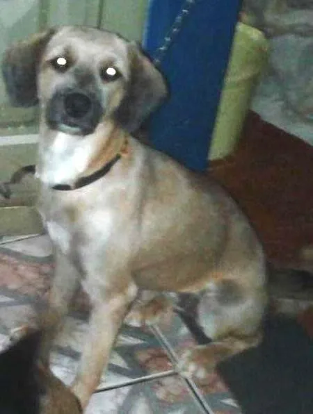 Cachorro ra a Poodle idade 7 a 11 meses nome Princesa