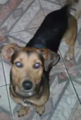 Toddy