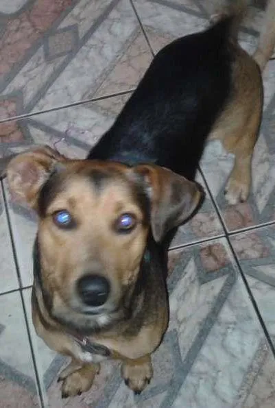Cachorro ra a mestiço Bassets idade 1 ano nome Toddy