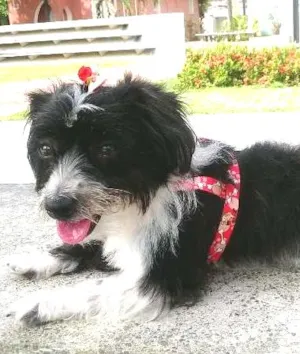 Cachorro raça mista idade 3 anos nome amy GRATIFICA