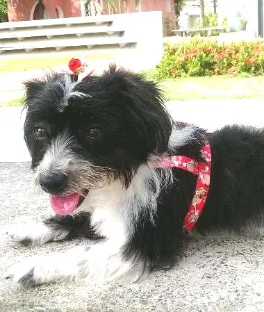 Cachorro ra a mista idade 3 anos nome amy GRATIFICA