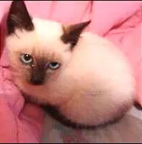 Gato raça  idade Abaixo de 2 meses nome varios
