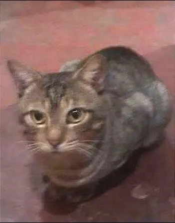 Gato raça  idade Abaixo de 2 meses nome varios