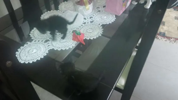 Gato ra a desconhecida idade Abaixo de 2 meses nome sem nome