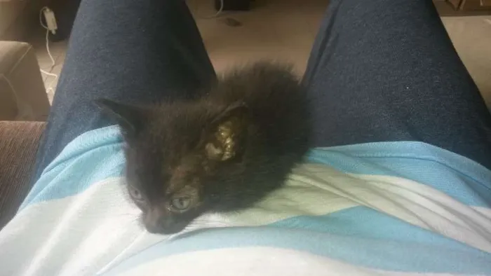 Gato ra a desconhecida idade Abaixo de 2 meses nome sem nome