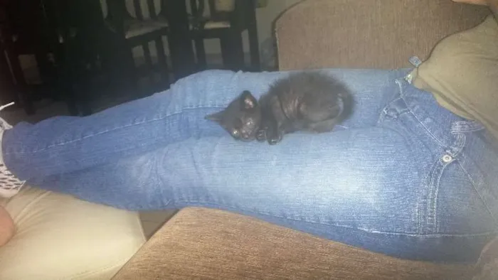 Gato ra a desconhecida idade Abaixo de 2 meses nome sem nome