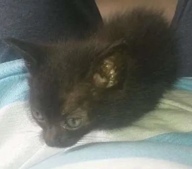 Gato ra a desconhecida idade Abaixo de 2 meses nome sem nome