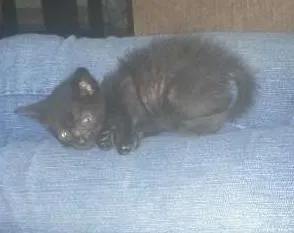 Gato ra a desconhecida idade Abaixo de 2 meses nome sem nome