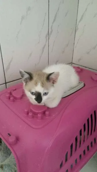 Gato ra a SRD idade  nome ZEUS E ROMEU