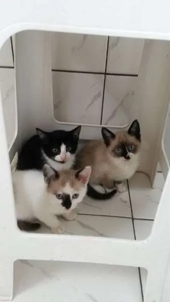 Gato ra a SRD idade  nome ZEUS E ROMEU