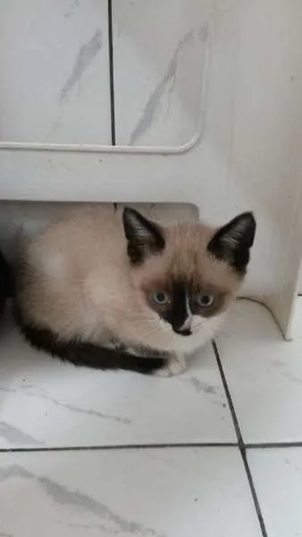 Gato ra a SRD idade  nome ZEUS E ROMEU