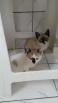 ZEUS E ROMEU
