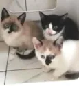 ZEUS E ROMEU