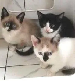 Gato ra a SRD idade  nome ZEUS E ROMEU