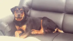 Cachorro raça Rottweiler idade 2 a 6 meses nome Hulk