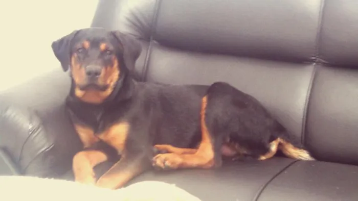 Cachorro ra a Rottweiler idade 2 a 6 meses nome Hulk