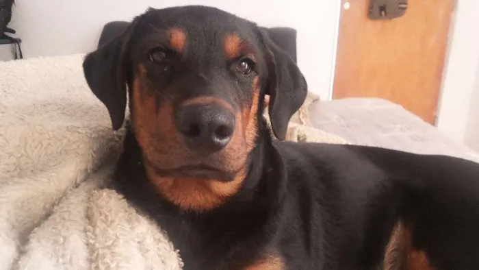 Cachorro ra a Rottweiler idade 2 a 6 meses nome Hulk