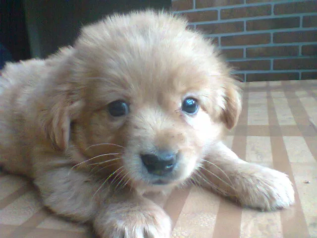 Cachorro raça srd idade 2 a 6 meses nome fofa