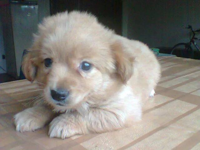 Cachorro raça srd idade 2 a 6 meses nome fofa