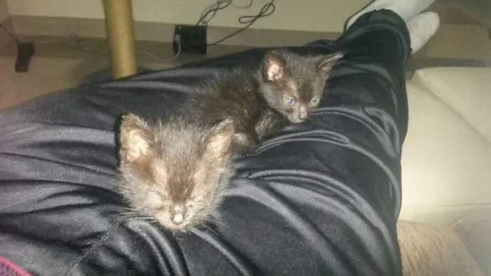 Gato ra a desconhecida idade Abaixo de 2 meses nome sem nome