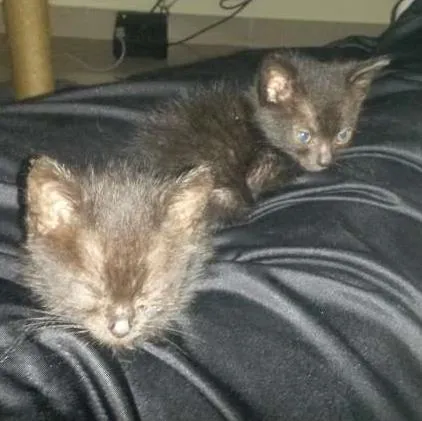 Gato ra a desconhecida idade Abaixo de 2 meses nome sem nome
