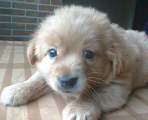 Cachorro raça srd idade 2 a 6 meses nome fofa