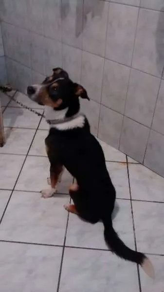 Cachorro raça vira lata idade  nome ted