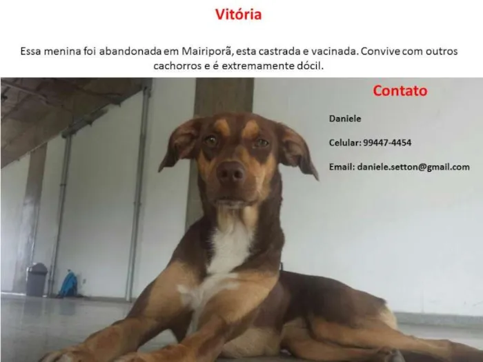 Cachorro ra a SRD idade 1 ano nome Vitória