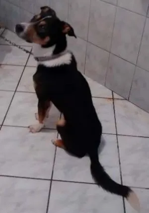 Cachorro raça vira lata idade  nome ted